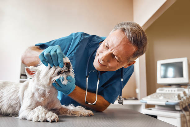 Best Emergency Tooth Extraction in Elkhorn, CA